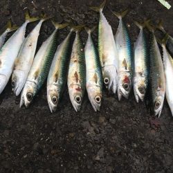 ジグサビキでアジ、サバ